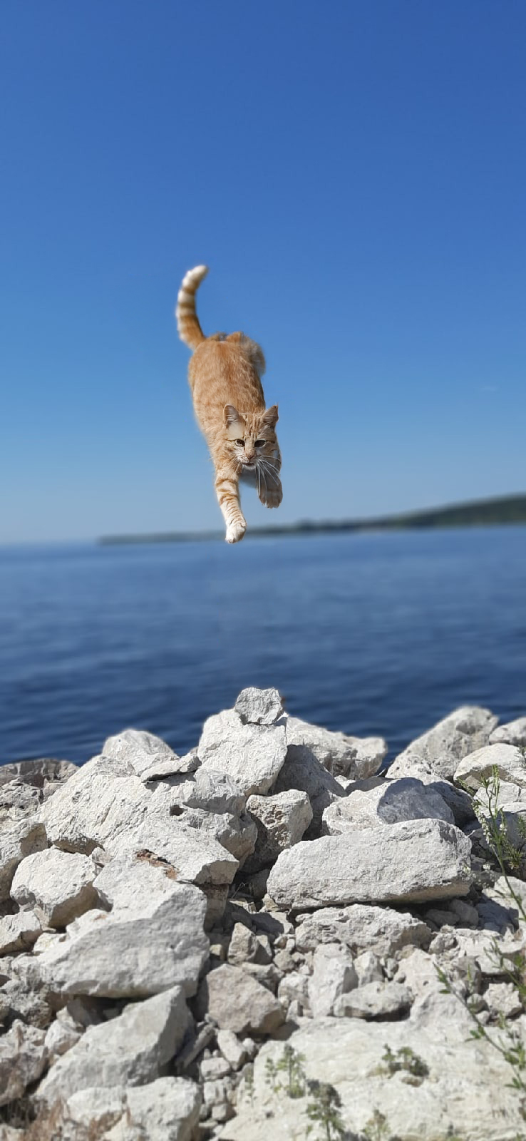 Кот 1