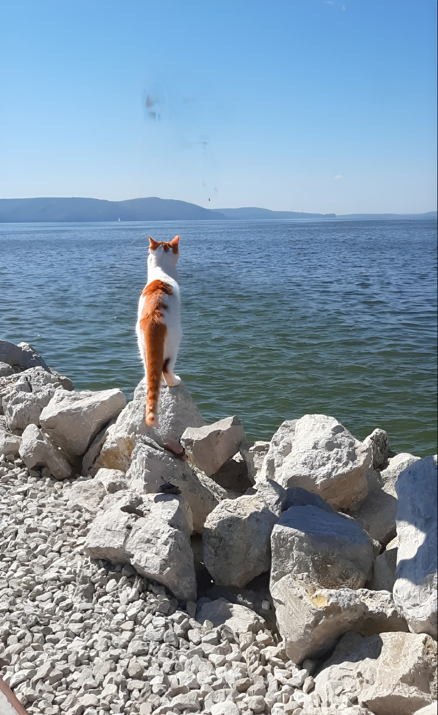 Кот 2