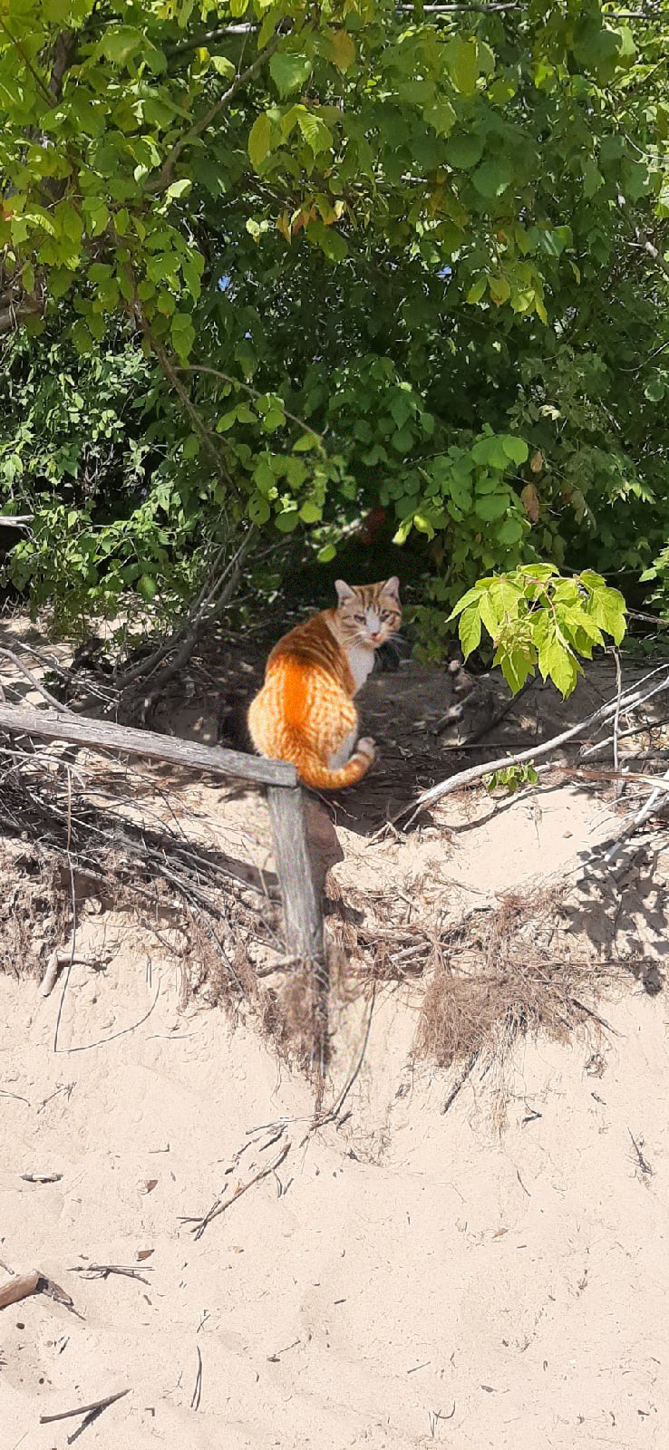 Кот 4