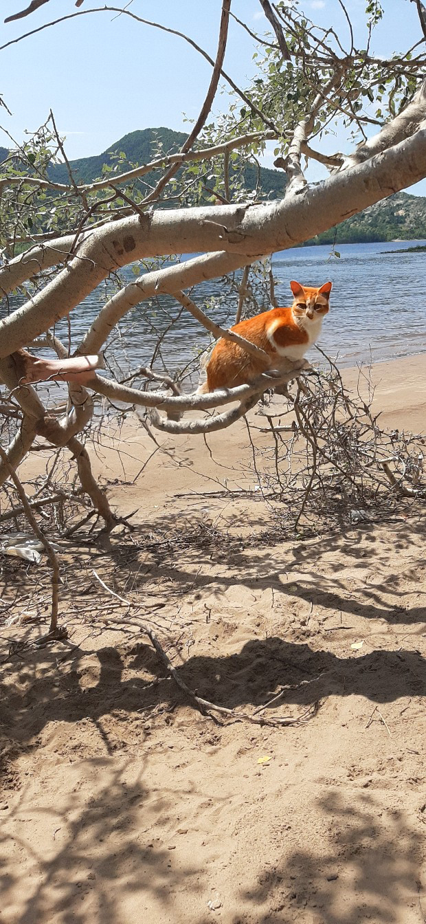Кот 5