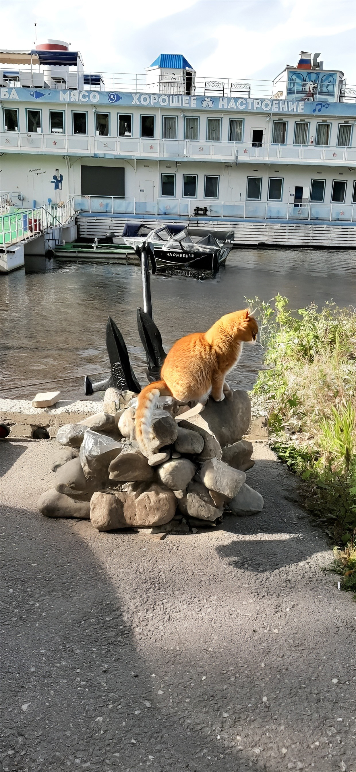Кот 6