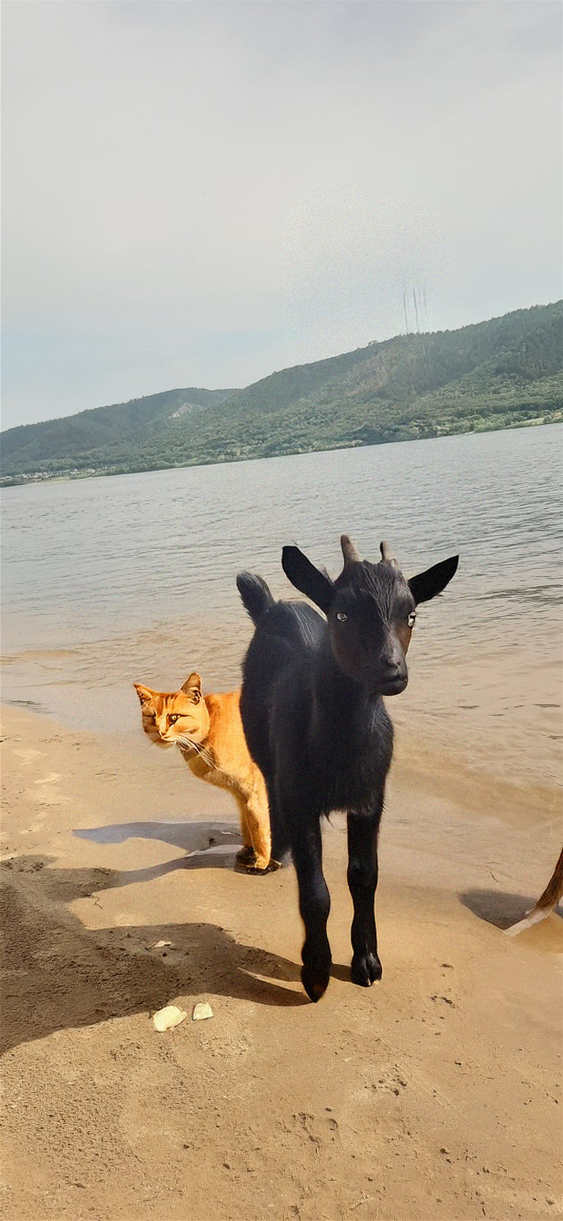 Кот 8