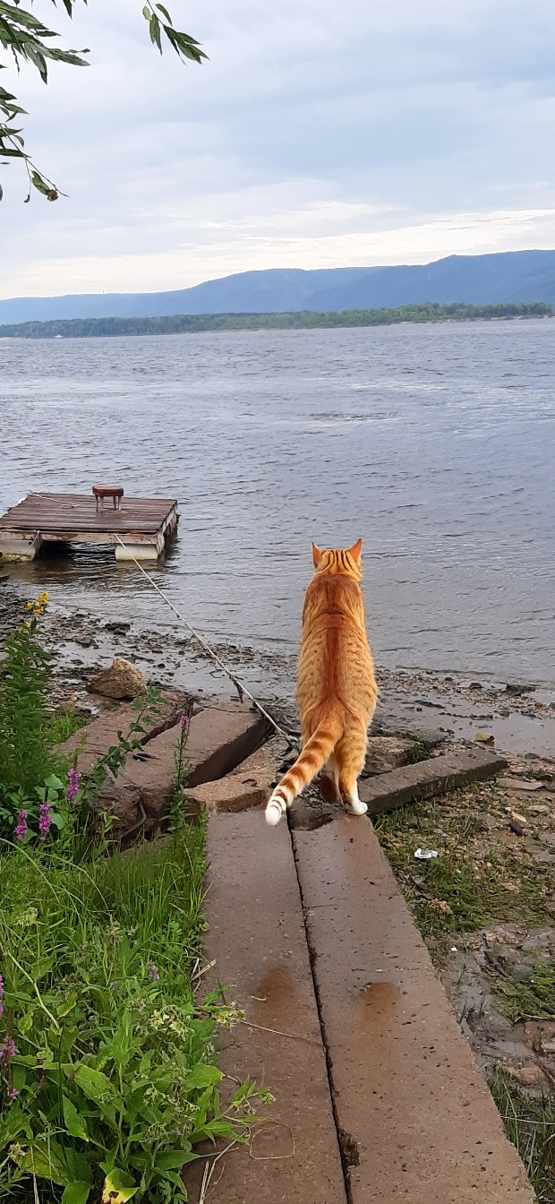 Кот 9